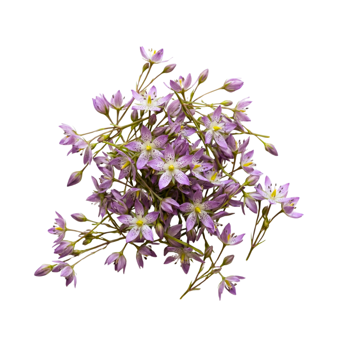 Swertia Japonica