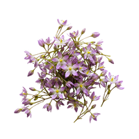 Swertia japonica